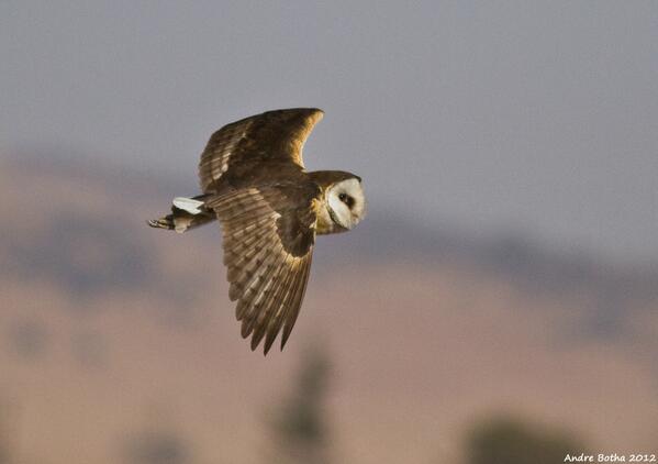 A day of pushing paper and then it's time to get into the field again. Grass Owl Survey at Suikerbosrand NR Wed &amp; Thu