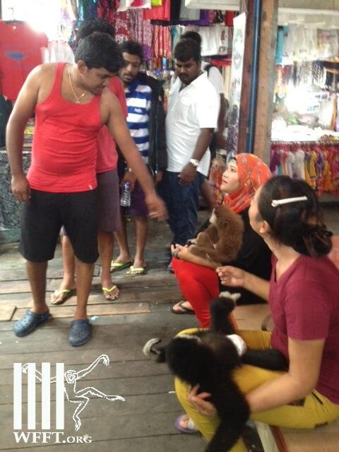 EdwinWiek's tweet photo. After increased use of loris, the gibbons are back everywhere too. Here the illegal use of gibbons, Phangnga province http://t.co/B2LSt0z2YQ