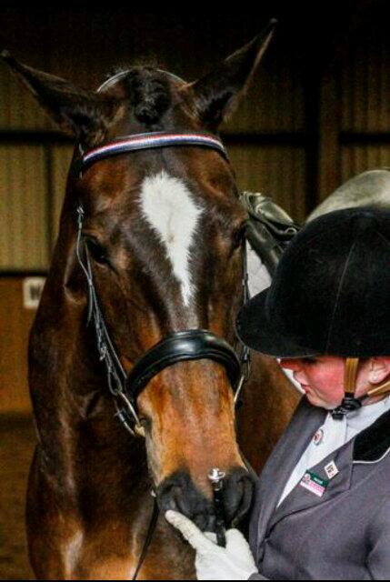 EquineAdey's tweet photo. @LivviPack and Innuendo3 wearing one of our Diamonte #Dressage Browbands and matching stock pins!   #BD http://t.co/XnwbO5j0ks