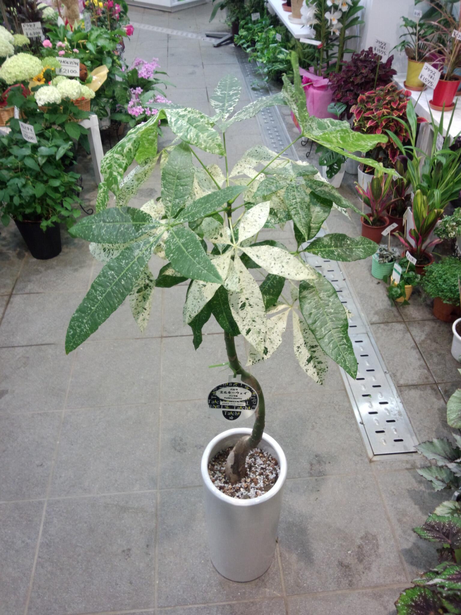 Twitter 上的 花生活 くろだ生花店 赤山店 パキラ ミルキーウェイ 斑入りのパキラです Vお洒落ですね 花屋 越谷市 埼玉県 越谷ツインシティ Http T Co Nvpwh9gthj Twitter