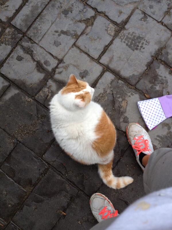 claireboles's tweet image. “@Meg_E_Edwards: Cat... ✋#idontlikecats #catslikeme #dogsworld http://t.co/lATkSH1Etk” cats are the best!!