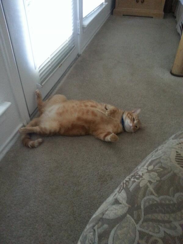 _DIVALEE_'s tweet image. #CrackCat