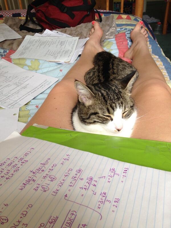 jordan_henry8's tweet image. Someone looks comfy! #cramsesh