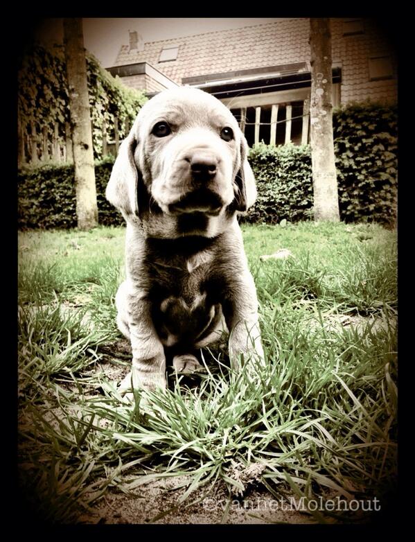 Marca van Turnhout tweet media