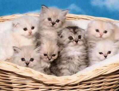TweetCaat tweet picture