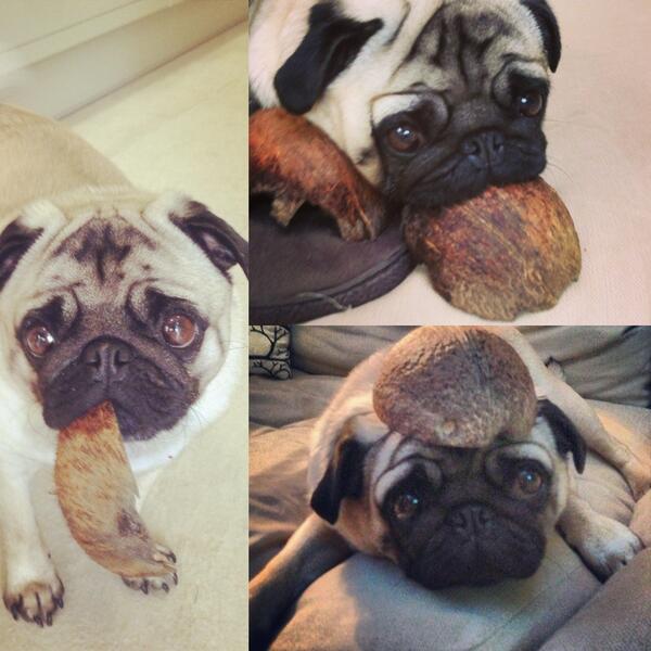 Pomme McNab-Cairns tweet media