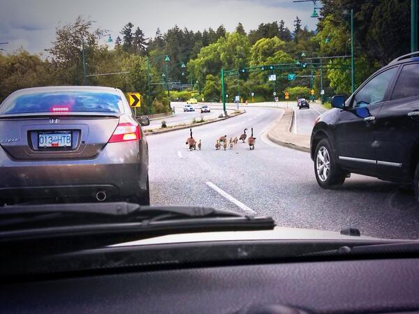Jen_Mah's tweet photo. canadian road block http://t.co/nSR6w8TD7W