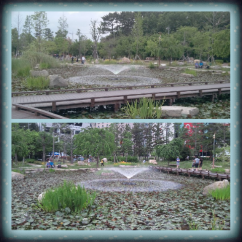 k6772l's tweet photo. 화명도서관 옆 도심속의 자연!! 분수대와 연꽃!! http://t.co/Qril1vjERe
