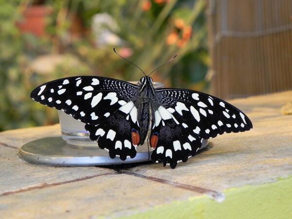 сколько жививут бабочки. бабочки живущие в домах. бабочка томарес. ферма бабочек. сколько живут домашние бабочки.