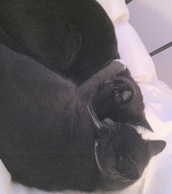 ChrisShawEditor's tweet image. First thing I saw when I woke up this morning  #FluffOverload