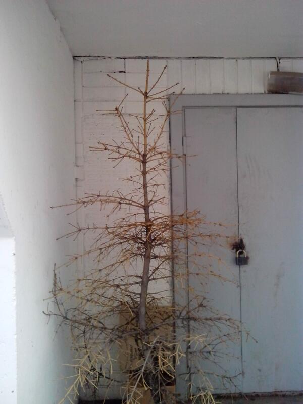 ipotekhin's tweet photo. Июнь на дворе, а она вынеси елку да вынеси елку. http://t.co/Onxwsc90Ak