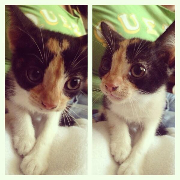 Mundo_Felino's tweet photo. Esta nena está en adopción en Caracas. La dejaron en una caja con sus hermanitos http://t.co/3Mur6Oyp7U