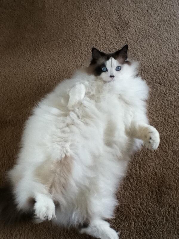 MMeebles's tweet image. Had too much Meow Mix #NotAgain