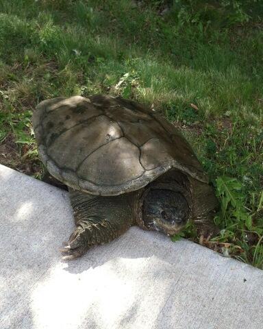 chutler's tweet image. I was just about going faster than this guy I saw on my run this morning. #turtlepace
