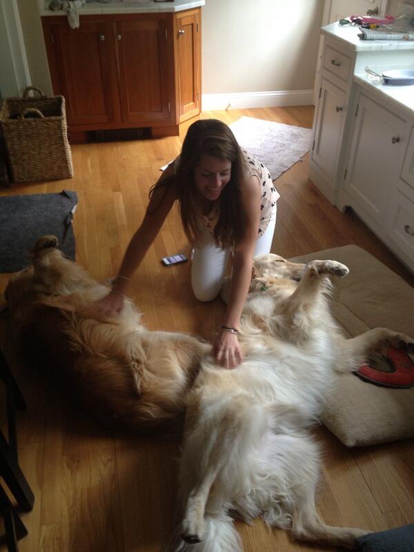 chloe_logann's tweet image. Dog whisperer @gettinslizzzard #twoatonce