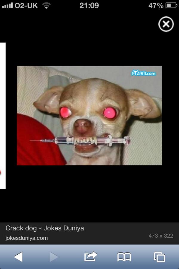 MouseSTFC's tweet photo. My dog has gone fucking crazy know @Whittington1971 has left @SteyningTown http://t.co/AyCOhO0ObJ