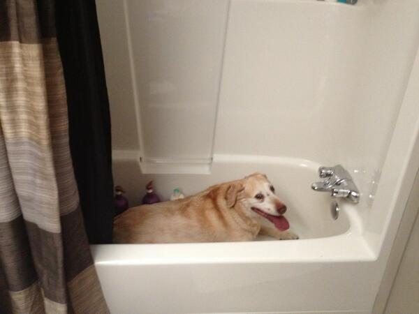 JDebaji's tweet photo. This is baileys new hideout when there is a storm http://t.co/fm4ezqmmU3