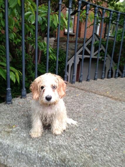 obexpo's tweet photo. Coop on the rain http://t.co/TYn18SbCcc