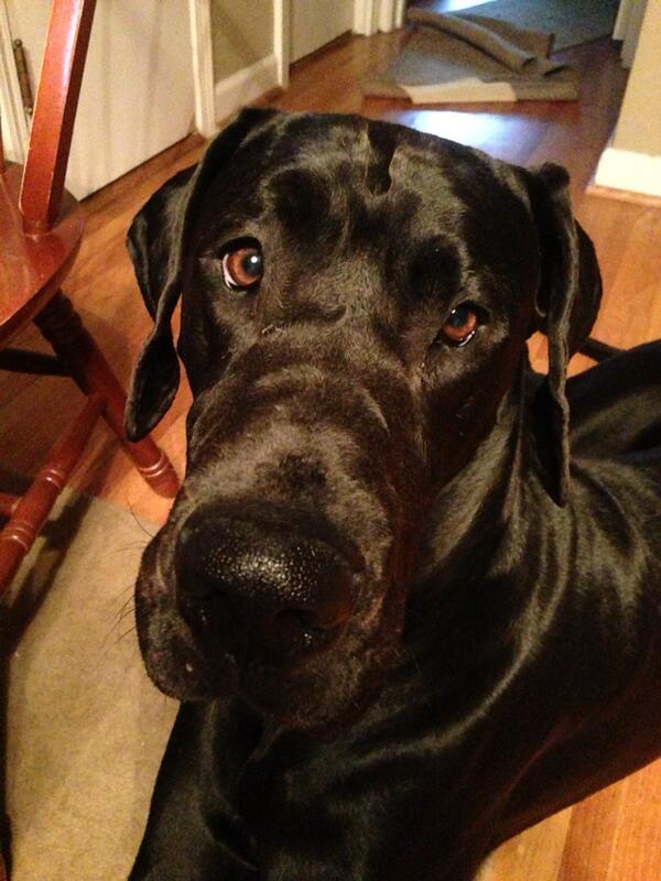 mary_cheney716's tweet image. Not to brag but that's one #cutedogface #ilovemydogs