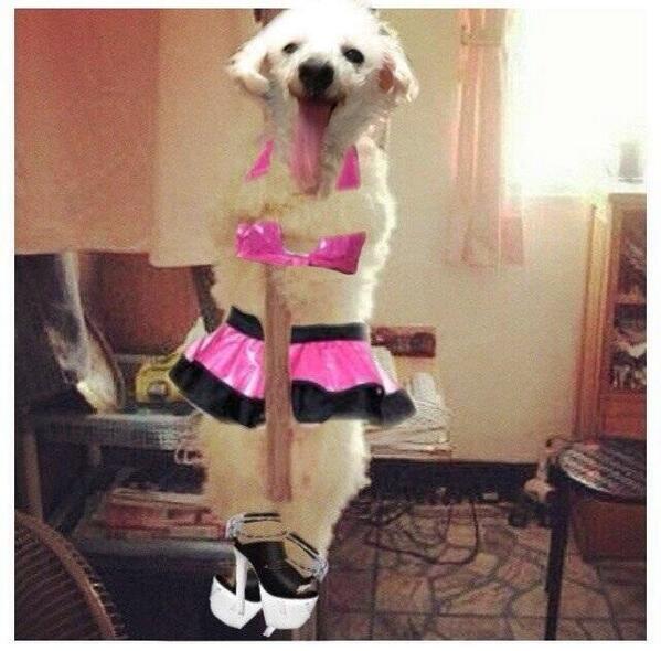 Hookalopes (@hookalopes) on Twitter photo HOL! Sista! Love those #Poledancing heels! RT <a href="/beanobrien13/">Angel Bean O'Brien</a>: <a href="/hookalopes/">Hookalopes</a> you know, I have done my fair share of work HOL! Sista! Love those #Poledancing heels! RT <a href="/beanobrien13/">Angel Bean O'Brien</a>: <a href="/hookalopes/">Hookalopes</a> you know, I have done my fair share of work