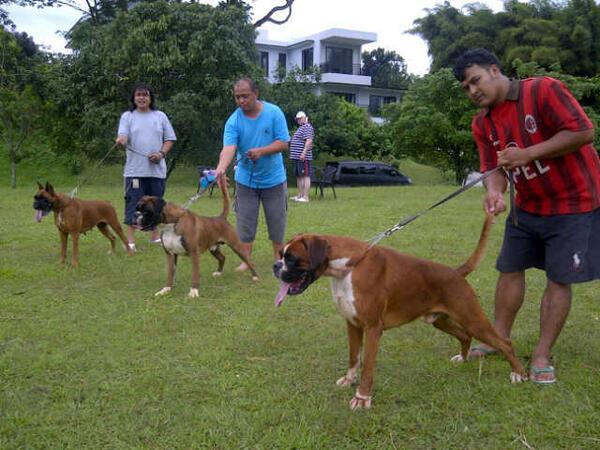klubboxerindo's tweet photo. Parade of Champion http://t.co/8z7LRtXXHy