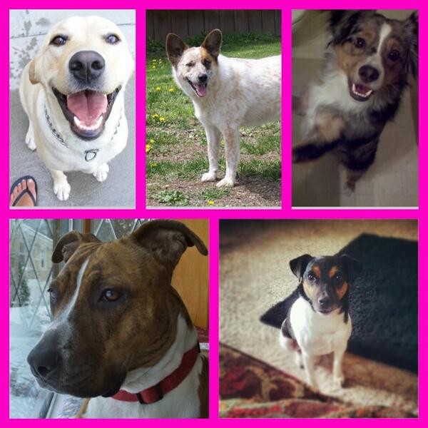 SaveourpetsSuff's tweet image. In memory #petscansuffocate