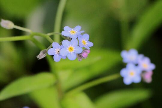 Lilac 上高地で出会った花たち こちらはエゾムラサキ あれ ワスレナグサかな 良く似てます ブルーの小さな 花 調べたら同じ種類のようです 庭で咲いてるワスレナグサより可憐に見えるのは 葉っぱの明るい色のせいかもしれませんね Http T Co