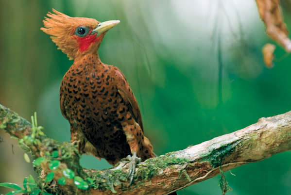 Visit_CostaRica tweet picture