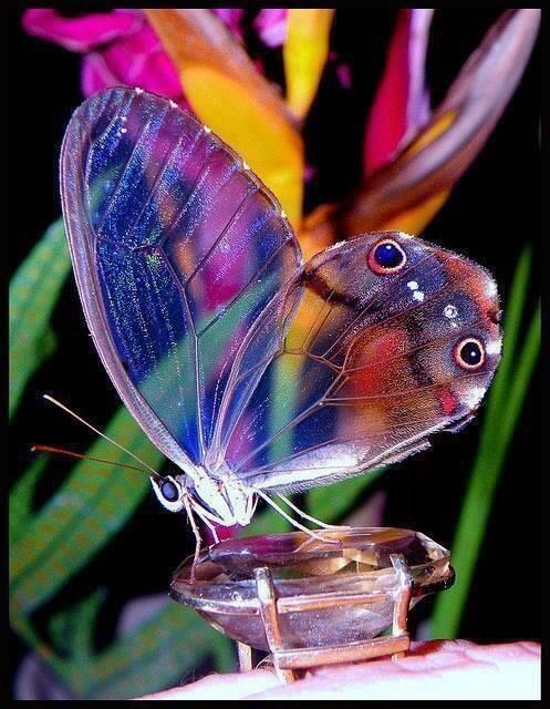 NaturPictures's tweet photo. Esta es la "mariposa de cristal". la naturaleza es increíble. http://t.co/qB1z9BaUVS