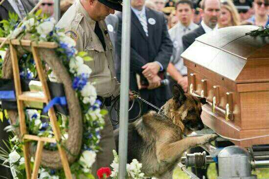 NaturPictures's tweet photo. Un perro policía en el funeral de su responsable. http://t.co/jQB2kZaAca