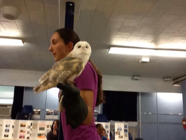 StAnnAcademy's tweet photo. Barn owl...#bioblitz http://t.co/86KrWFgVaJ