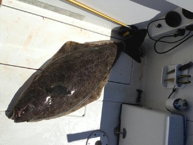 A nice 40lb halibut caught by Oli on Hooked Up at Thrasher while fishing for Springs.
