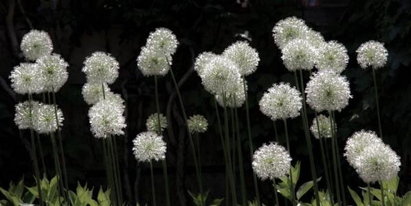 tgorkie's tweet image. Snowballs in the city @phimage