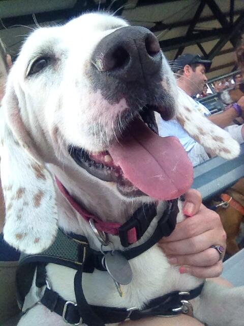 carolina coonhound  tweet media