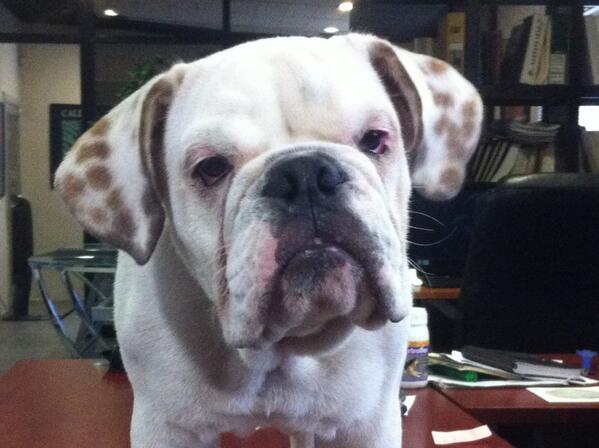 BuscaMercado's tweet photo. Bulldog inglés en venta. 5 meses info. 9267746 de 8am a 5pm #bulldog #venta http://t.co/wlDqTZFnqD