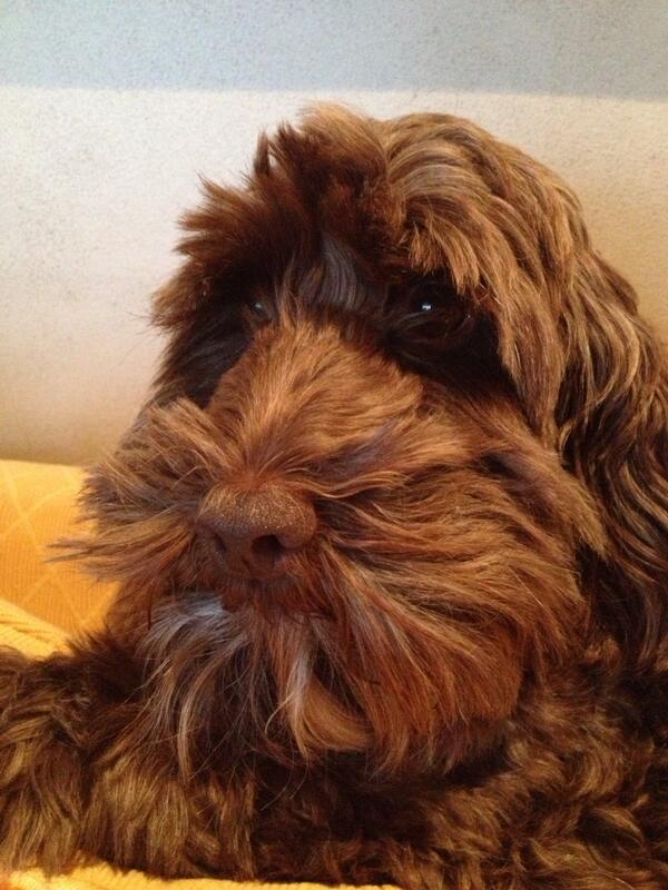CTTweet's tweet photo. Happy Birthday hound http://t.co/fxYRkXU3Lm