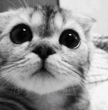 sp_GaeunnAS's tweet photo. KENAPA ITU UNYU "@SP_youjung: @sp_GaeunnAS stay disini dong tante *jreeng /? http://t.co/1zpUpbHnoJ"