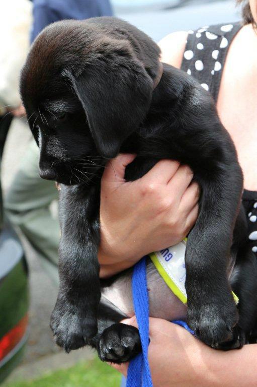 We met our newest member today at puppy class. She is gorgeous and is called Bianca.