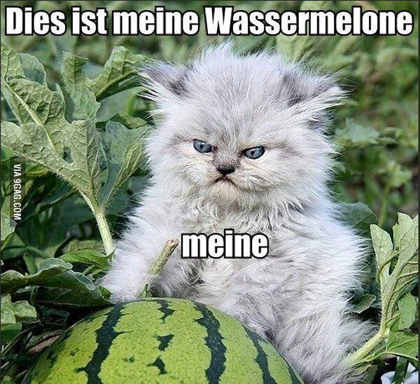 norisnoris's tweet photo. RT @9GAG: minutes away from my German exam - and this is all I am able to think about http://t.co/ACjGXMBP3c / @la_lumiere7 bolita alemana