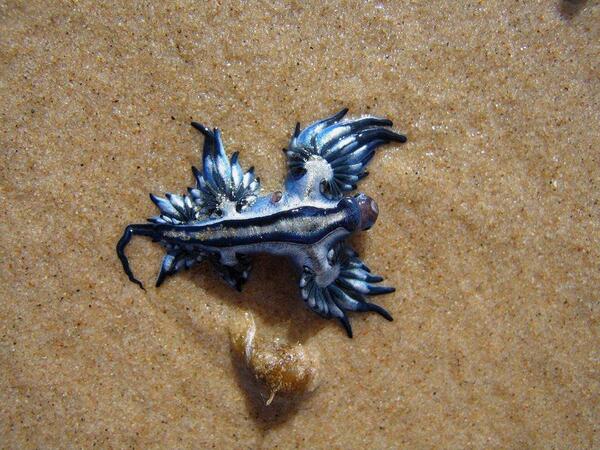 TechandFacts's tweet photo. This wired-looking creature is called Glaucus atlanticus ( blue sea slug blue ocean slug and "Glucose Fish") http://t.co/VcjhUclauO