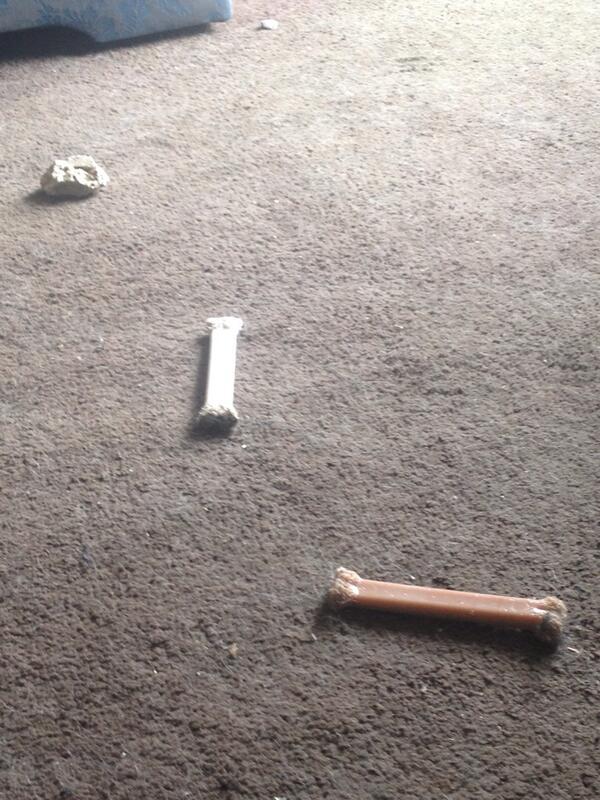 getting_help's tweet image. A bone each, and they want to play with stones! Mad dogs!