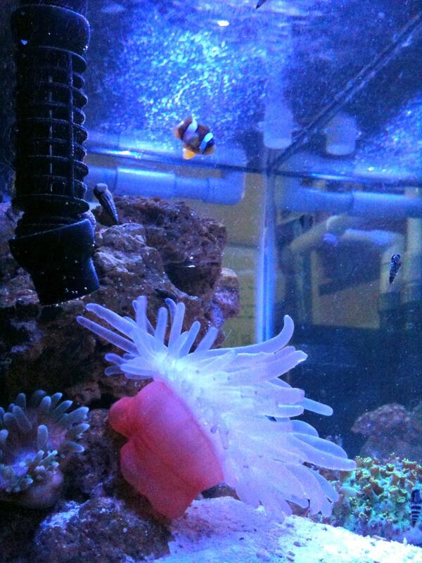 ExoticsReef's tweet image. One of the reef systems!!!