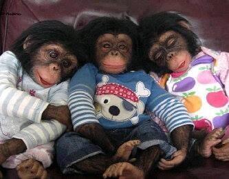 ChubbyCc's tweet image. Les, Tiff, Nini
Smile girls @TKayler_Dlamini @NiniPoPzZ