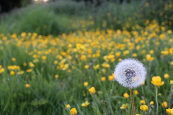 JTPhotographs1's tweet image. @Phimage