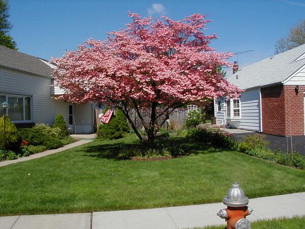 The dogwood tree is my favorite tree.