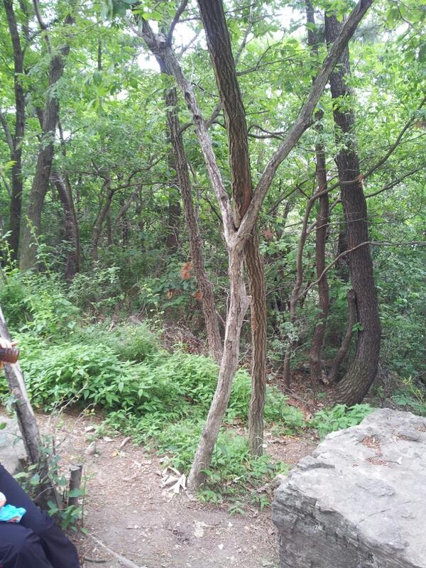 consolejs's tweet image. 참나무와아카시아나무의 서로의지함이~