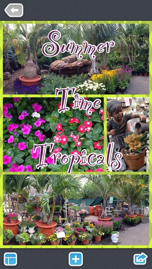 GreensideUp_SI's tweet photo. Tropicals are in stock! A fun summer accent for your yard or restaurant! #Garden #statenisland http://t.co/N8BtHe3Mr6
