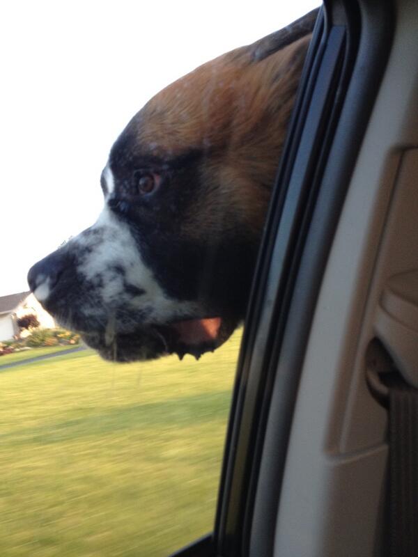 wraithmaredemon's tweet image. BigDogProblems