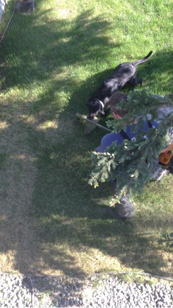 jordank37_'s tweet image. Dumbing dog ever. #tryingtobiteit #learnalesson 🐶