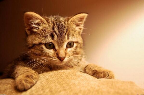 TweetCaat tweet picture